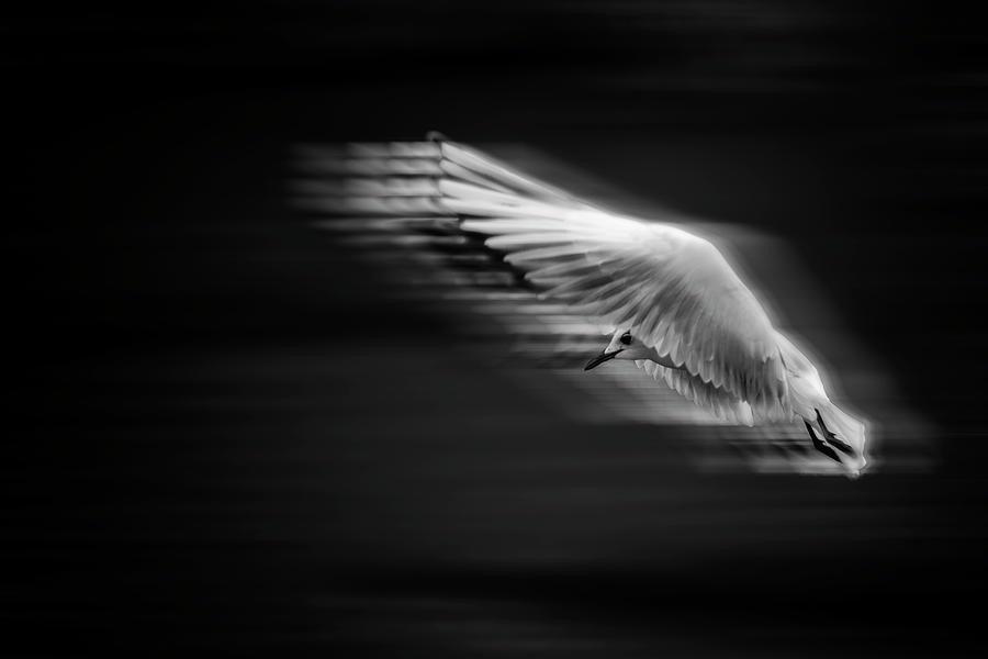 Flight in Motion 1 Photograph by Simon Garratt - Fine Art America