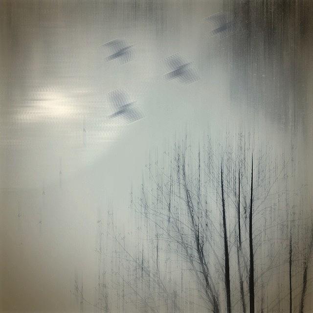 Foggy Photograph - Flight In The Dusk by Tanya Gordeeva