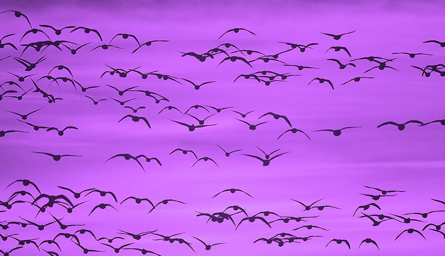 Flight In Ultra Violet Photograph by SharaLee Art