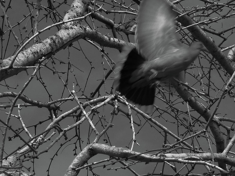 Black And White Photograph - Flight by Isaac Sutton