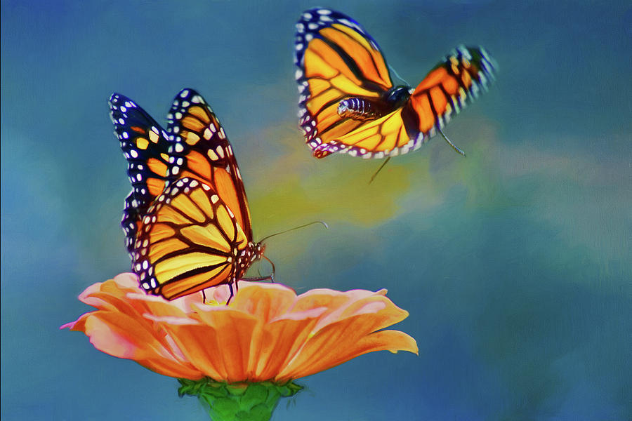 Flight - Monarch Butterfly Photograph by Nikolyn McDonald