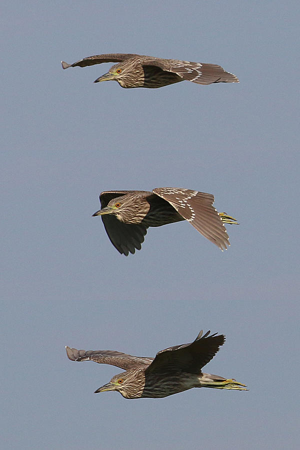 Flight of a Heron Photograph by William Selander