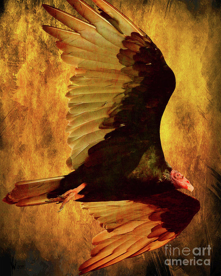 Flight of a Vulture . texture . 40D8879 Photograph by Wingsdomain Art and Photography