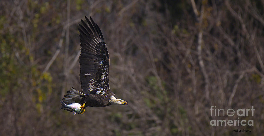 Flight Of An Eagle Photograph