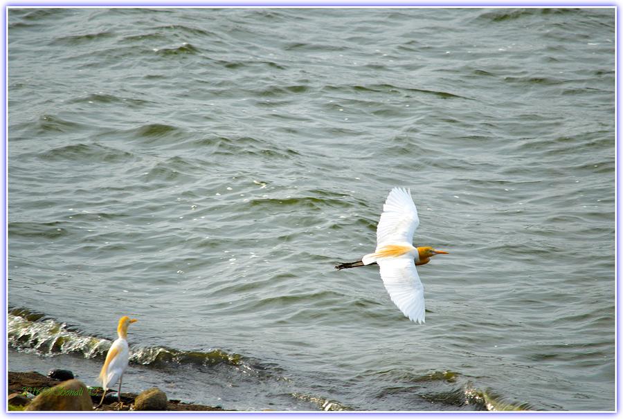 Flight of Cattle Egret Photograph by Sonali Gangane