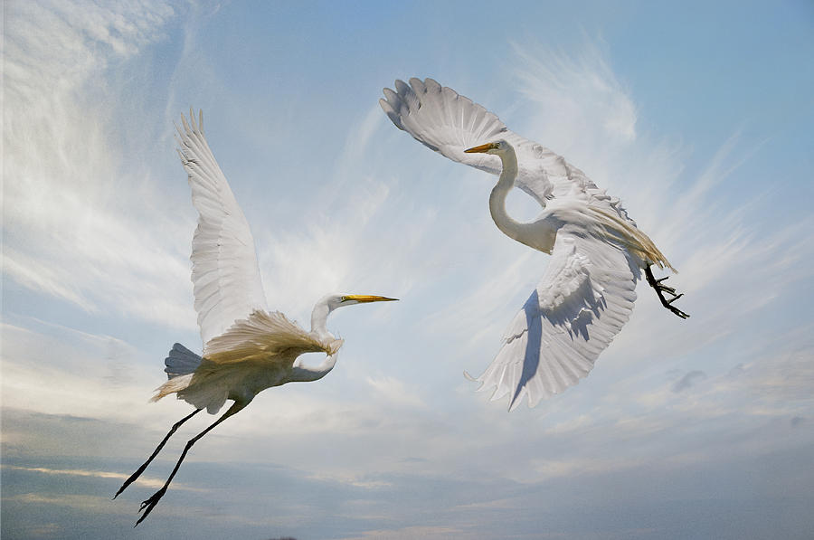 Great Egrets Photograph - Flight of Fancy by Brian Tarr