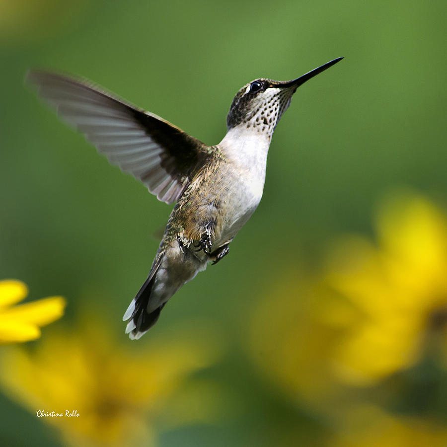 Bird Photograph - Flight of Fancy Hummingbird Square by Christina Rollo