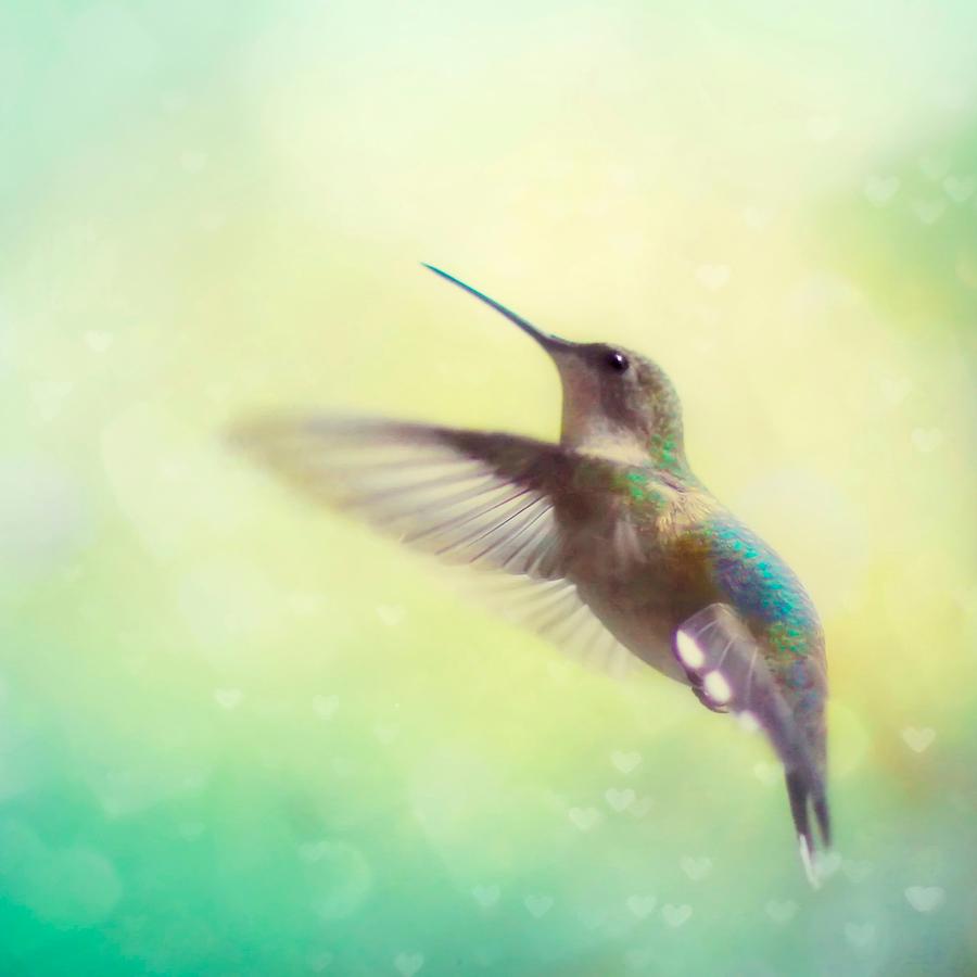 Hummingbird Photograph - Flight of Fancy - Square Version by Amy Tyler
