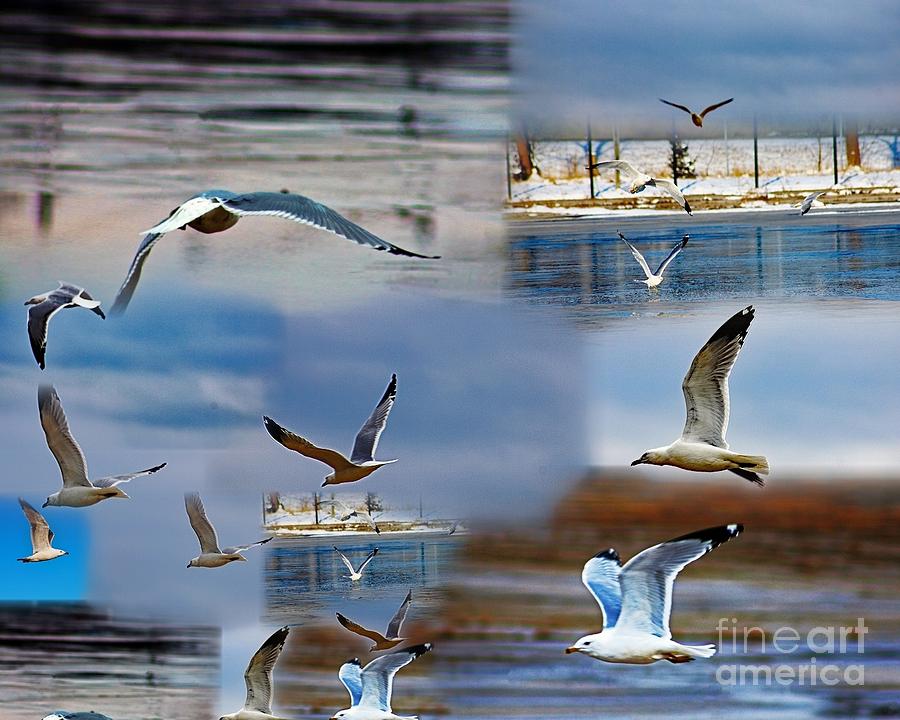 Flight Of Gulls 1 Photograph
