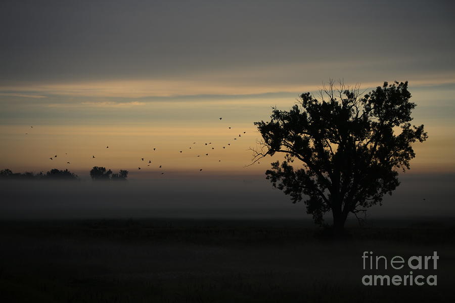 Flight Of The Birds Photograph by Elizabeth Winter