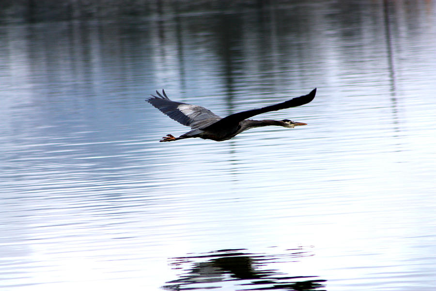 Bird Photograph - Flight of the blue heron by Nick Gustafson