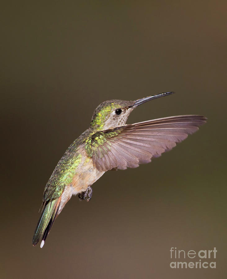 Flight of the Broad tailed Hummingbird Photograph by Ruth Jolly