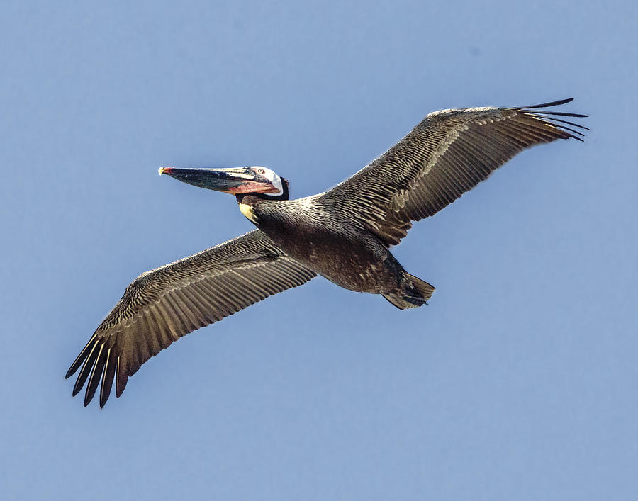 Flight Of The Brown Pelican Photograph by William Bitman