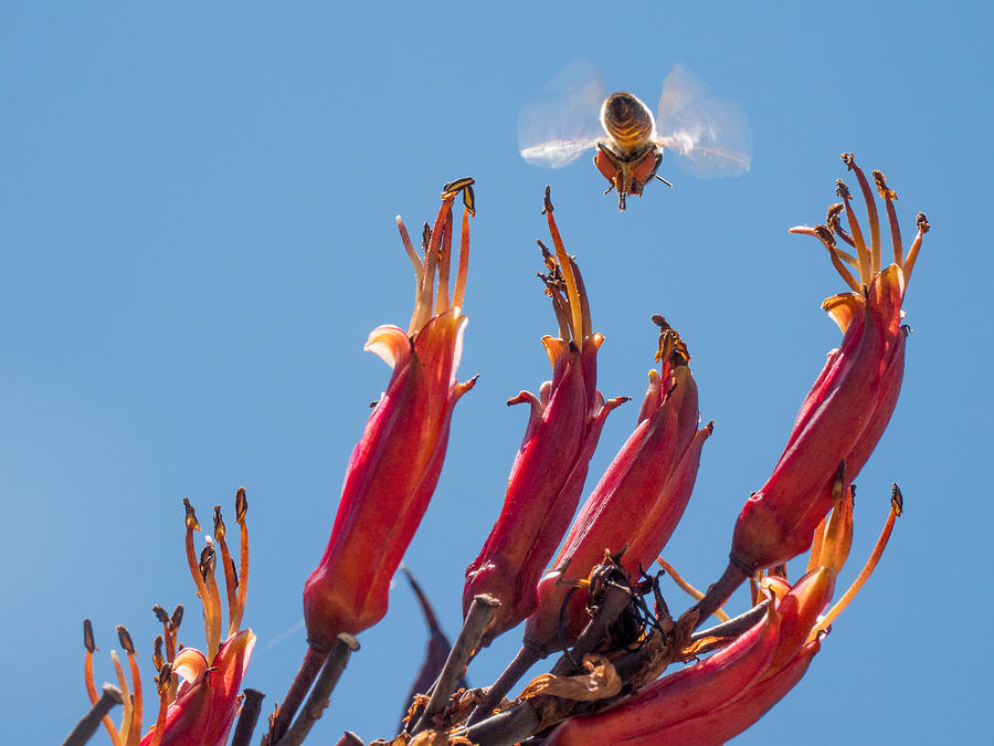 Flight of the Bumble Bee Photograph by Derek Dean