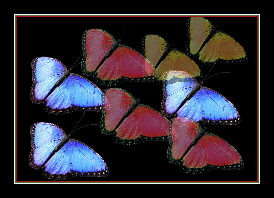 Flight of the Butterflies Photograph by Rosalie Scanlon