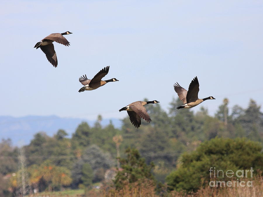 Flight of the Canada Geese Photograph by Wingsdomain Art and Photography