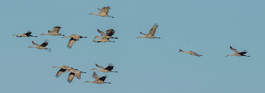 Flight Of The Cranes Photograph by Paul Freidlund