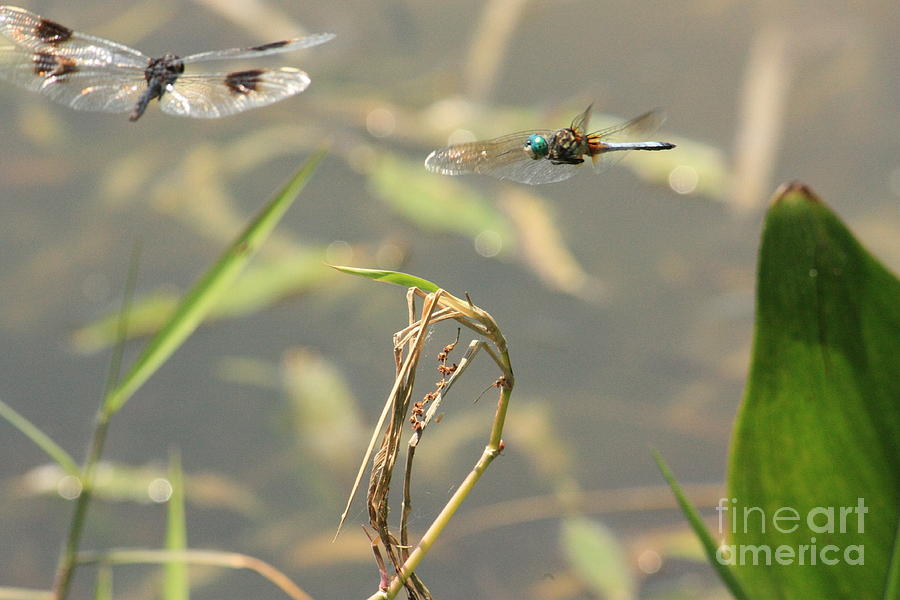 Flight of the Dragonflies Photograph by Terri Mills
