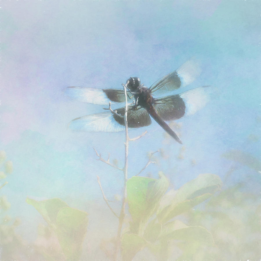 Flight of the Dragonfly Photograph by David and Carol Kelly