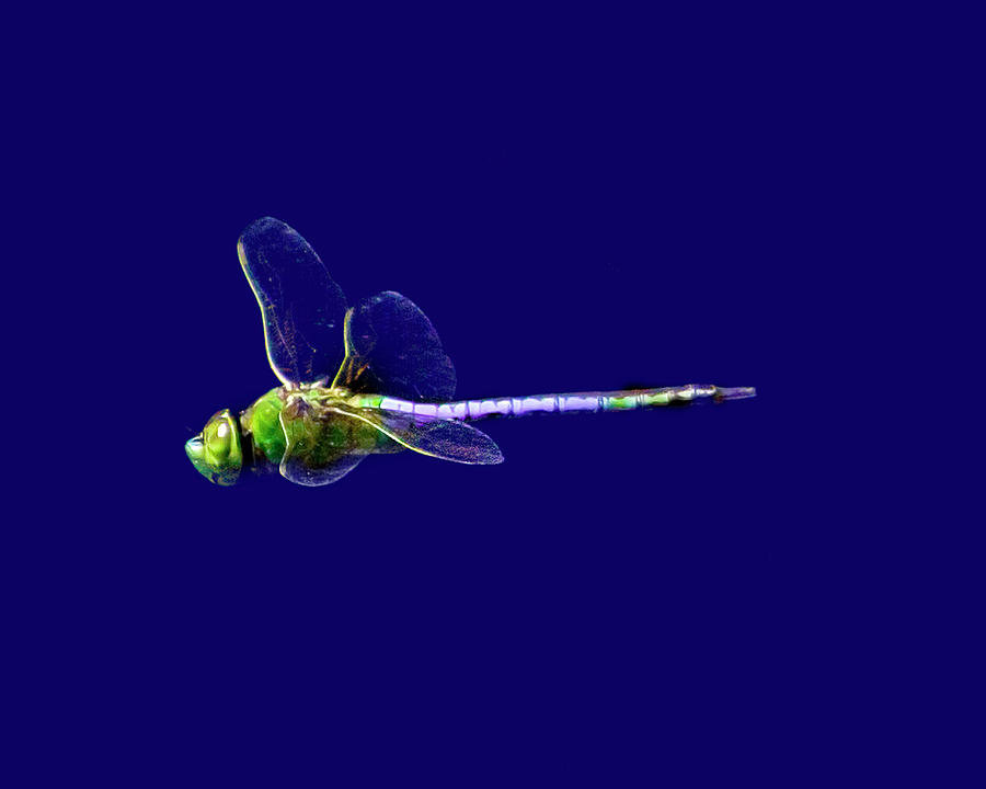 Flight of the Dragonfly Photograph by Mark Andrew Thomas
