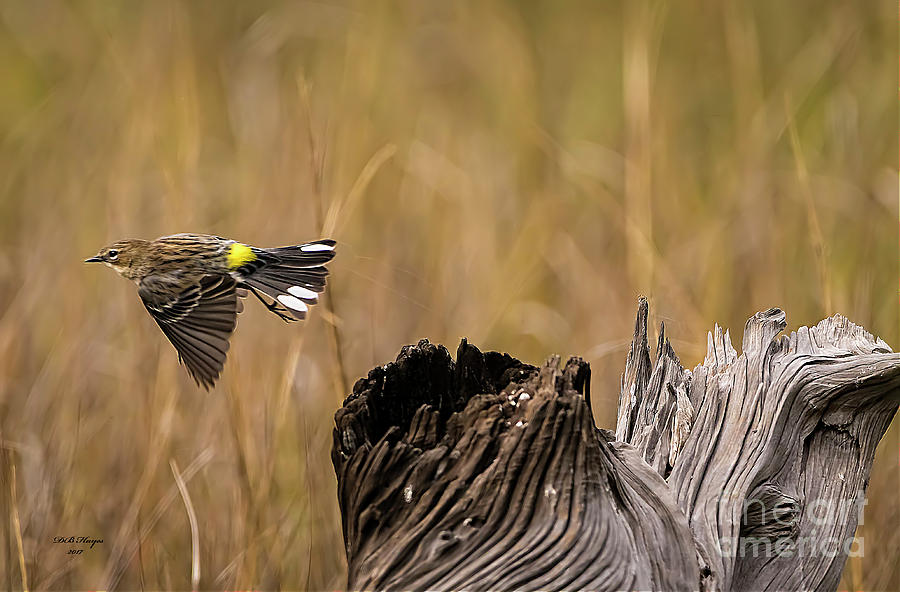 Flight Of The Driftwood Butterbutt Photograph by DB Hayes