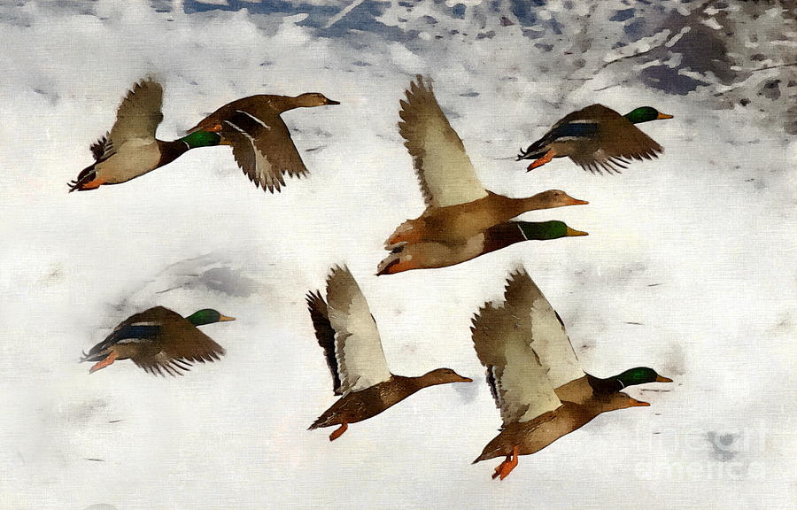 Flight of the Ducks Photograph by Andrea Kollo