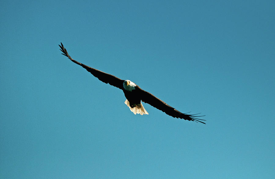 Flight of the Eagle Photograph by Paul Mangold