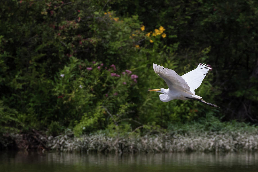 Nature Photograph - Flight of the Egret 2 by Dan Ferrin