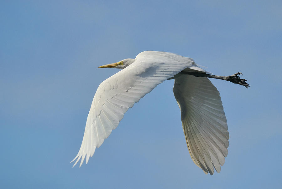 Flight Of The Egret Photograph by Fraida Gutovich