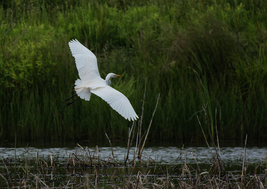 Flight of the Egret Photograph by Jody Partin