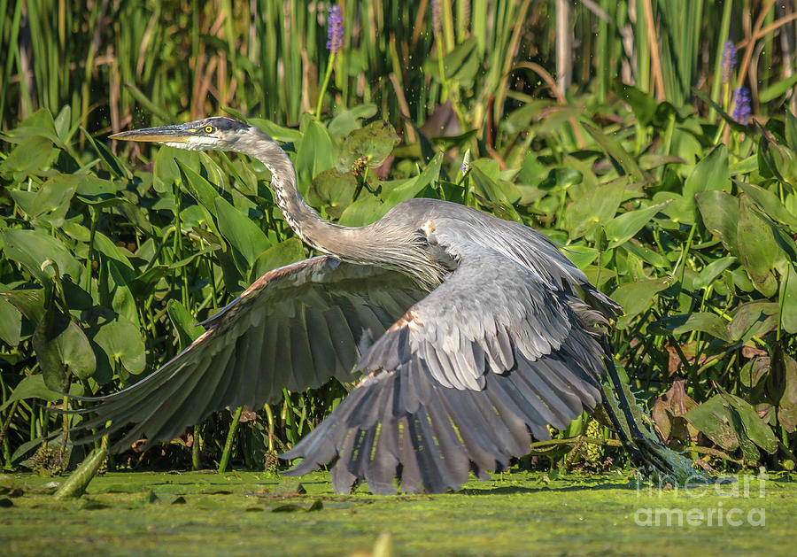 Flight of the Great Blue Heron Photograph by Cheryl Baxter
