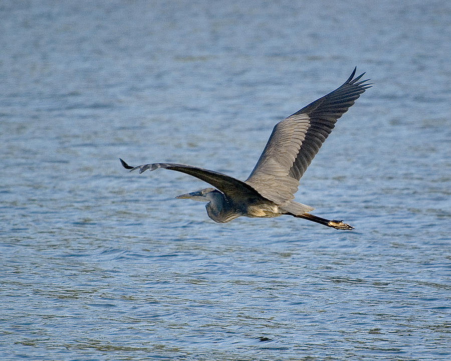 Flight of the Great Blue Heron Photograph by Patricia Bolgosano