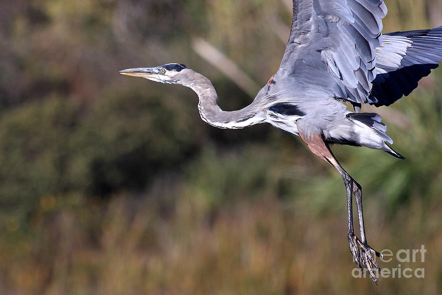 Flight of the Great Blue Heron Photograph by Wingsdomain Art and Photography