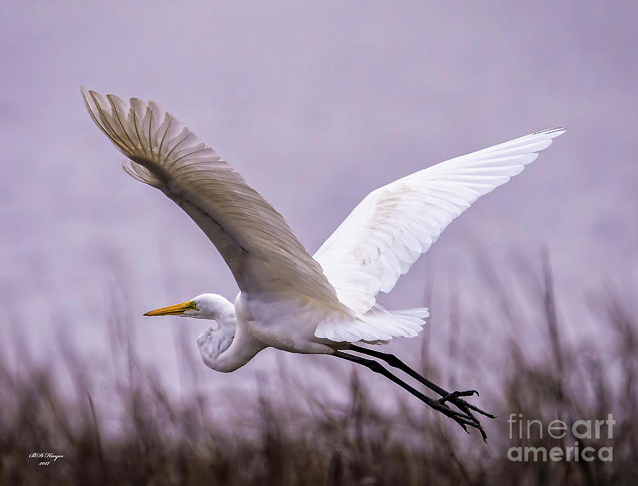 Flight Of The Great Egret  Photograph by DB Hayes