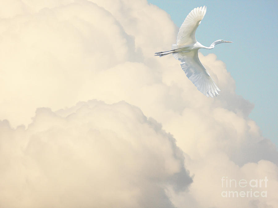 Flight of the Great White Egret Photograph by Wingsdomain Art and Photography