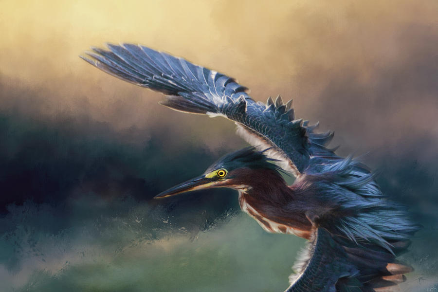 Flight of the Green Heron 2 Photograph by Jai Johnson