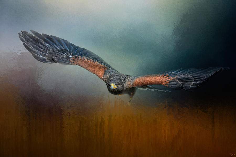 Bird Photograph - Flight Of The Harris Hawk by Jai Johnson