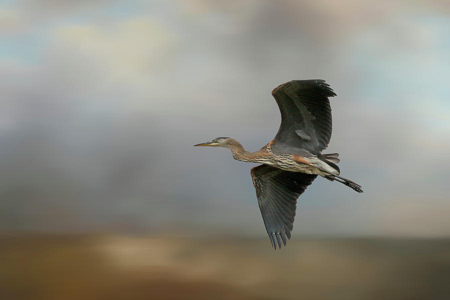 Flight of the Heron - 365-117 Photograph by Inge Riis McDonald