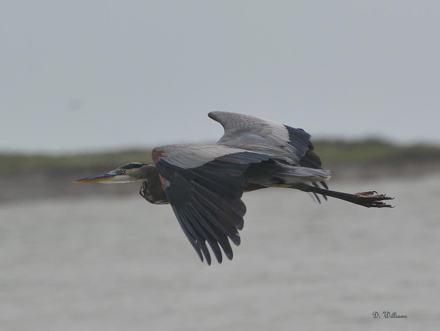 Flight of the Heron Photograph by Dan Williams