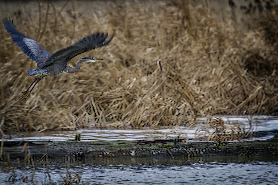 Flight of the Heron No. 1 Photograph by Belinda Greb