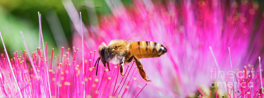 Flight Of The Honey Bee Photograph by Mitch Shindelbower