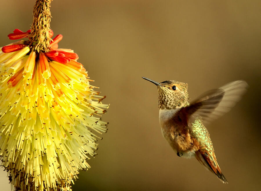 Hummingbird Photograph - Flight of the Hummer by Michael Dawson