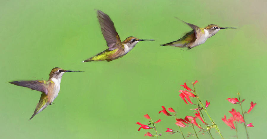 Flight of the Hummingbird Photograph by Art Cole