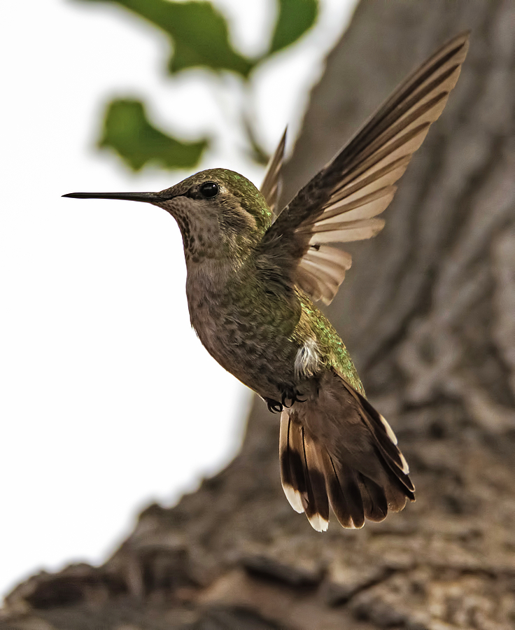 Flight of the Hummingbird Photograph by Loree Johnson