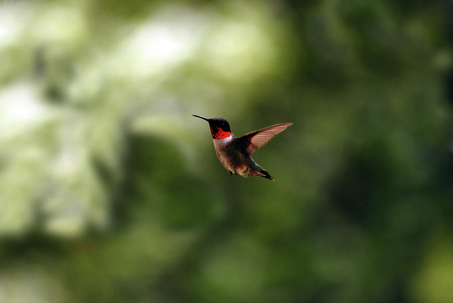 Flight Of The Hummingbird Photograph by Lori Tambakis
