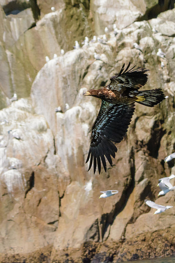 Alaska Photograph - Flight Of the Intruder by Emily Bristor Alaska Photograph - Flight Of the Intruder by Emily Bristor