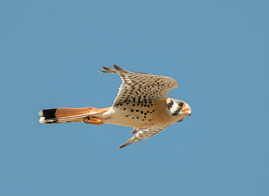 Flight of the Kestrel Photograph by Loree Johnson
