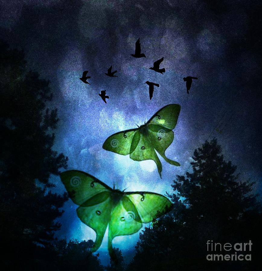 Flight of the Luna Moth Photograph by Maria Urso