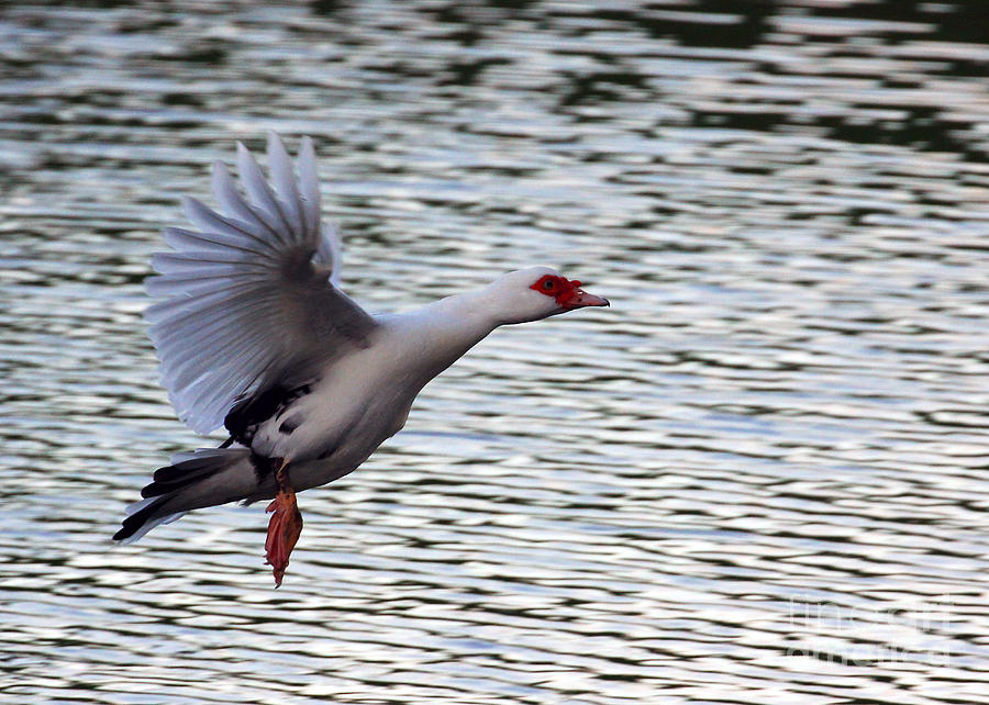 Flight of the Muscovy in Color Photograph by Jennifer Robin