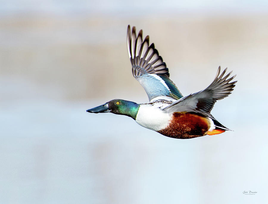 Bird Photograph - Flight of the Northern Shoveler by Judi Dressler